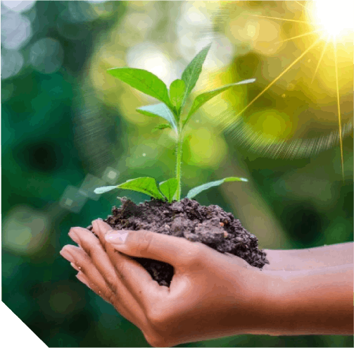 A person holding dirt and a plant in their hands.